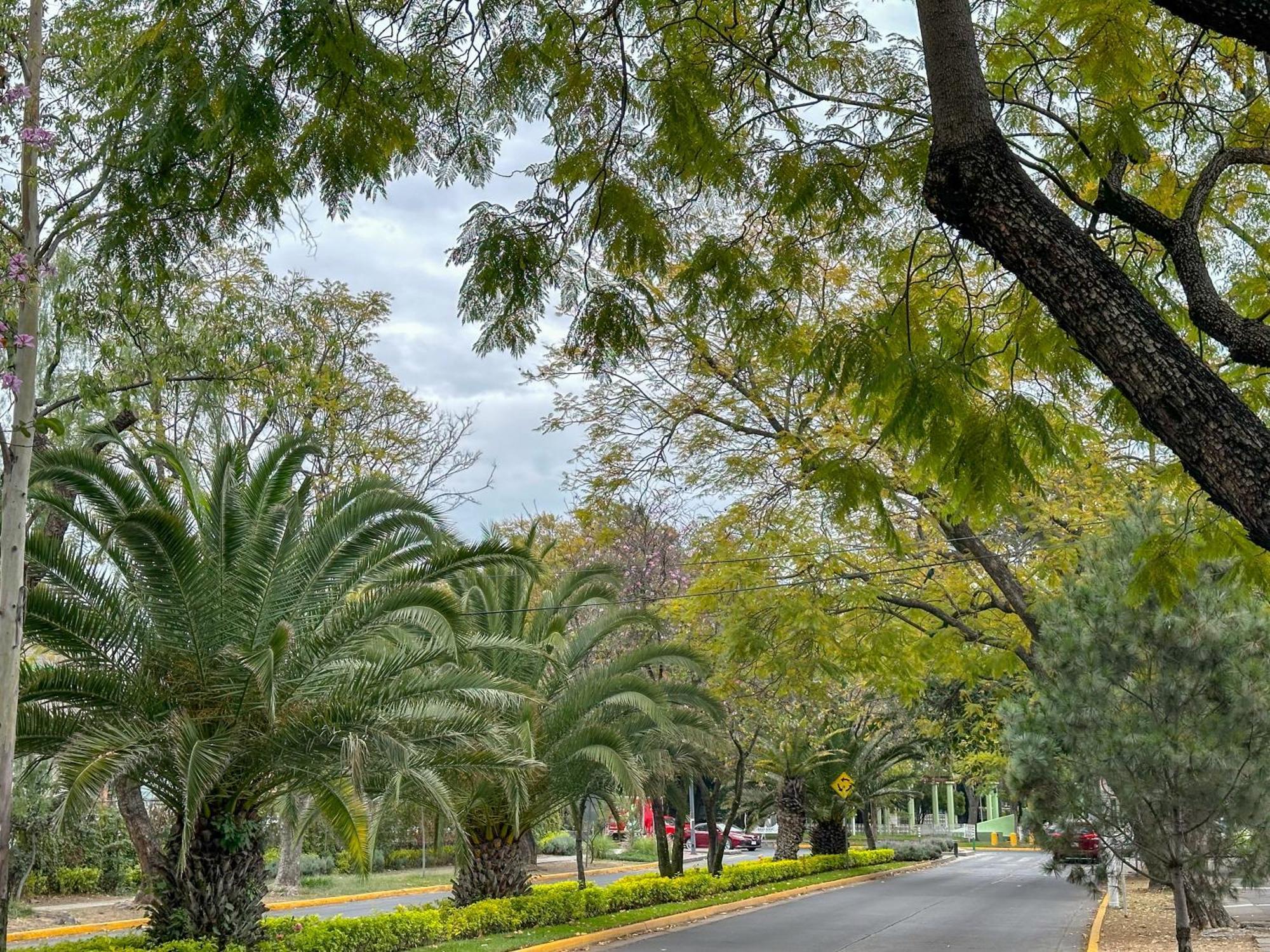 Sencillo Y Acogedor Estudio En Chapalita 02 Guadalajara Dış mekan fotoğraf